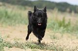 SCHIPPERKE 233